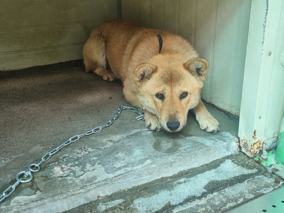 양산시 동물보호센터_448538202500073